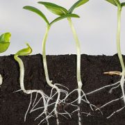 geworteld-leven-op-plek