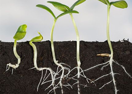 geworteld-leven-op-plek