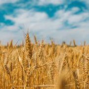 weet, eet en verwonder