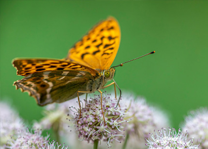 wonder van diversiteit